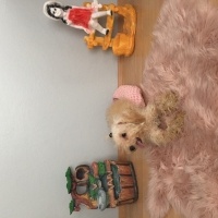 Maltese, Köpek  Pamuk fotoğrafı