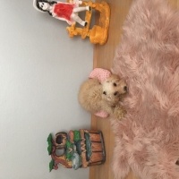 Maltese, Köpek  Pamuk fotoğrafı