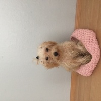Maltese, Köpek  Pamuk fotoğrafı