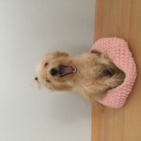 Maltese, Köpek  Pamuk fotoğrafı