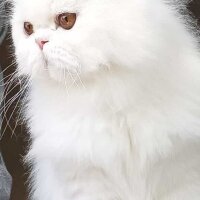 İran Kedisi (Persian), Kedi  Sütlaç fotoğrafı