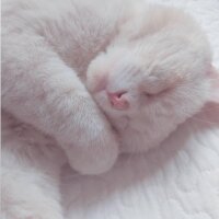 British Shorthair, Kedi  Puffy fotoğrafı