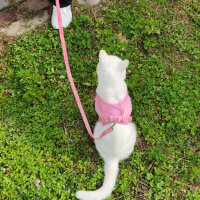 British Shorthair, Kedi  Puffy fotoğrafı