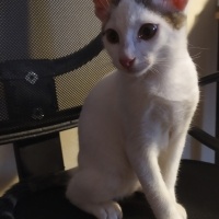 Tekir Kedi, Kedi  Pamuk fotoğrafı