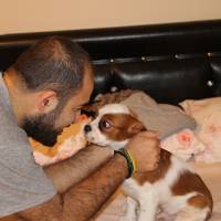 Cavalier King Charles Spanieli, Köpek  Ateş fotoğrafı