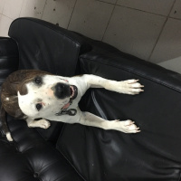 Amerikan Pitbull Terrier, Köpek  Barut fotoğrafı