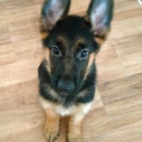 Alman Çoban Köpeği, Köpek  Adı yok fotoğrafı