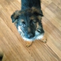 Alman Çoban Köpeği, Köpek  Adı yok fotoğrafı