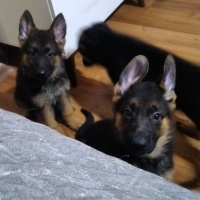 Alman Çoban Köpeği, Köpek  Adı yok fotoğrafı