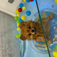 Pomeranyalı, Köpek  Pablo fotoğrafı