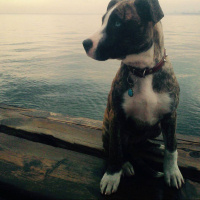 Amerikan Staffordshire Terrier, Köpek  TILSIM fotoğrafı