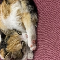 Tekir Kedi, Kedi  Miniş fotoğrafı