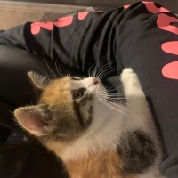 Tekir Kedi, Kedi  Miniş fotoğrafı
