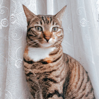 Tekir Kedi, Kedi  Minnoş fotoğrafı