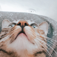 Tekir Kedi, Kedi  Minnoş fotoğrafı