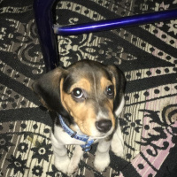 Beagle, Köpek  Sımarık fotoğrafı