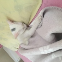 Van Kedisi, Kedi  Pamuk fotoğrafı