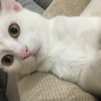 Van Kedisi, Kedi  Pamuk fotoğrafı
