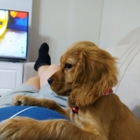Amerikan Cocker Spaniel, Köpek  Paris fotoğrafı