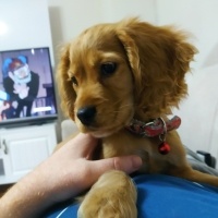 Amerikan Cocker Spaniel, Köpek  Paris fotoğrafı