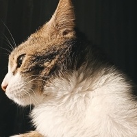 Tekir Kedi, Kedi  Minnoş fotoğrafı