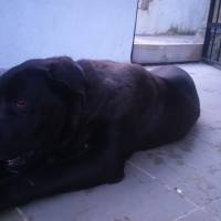 Cane Corso Italiano, Köpek  PUPA fotoğrafı