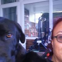 Cane Corso Italiano, Köpek  PUPA fotoğrafı