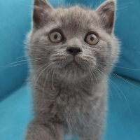 British Shorthair, Kedi  Alice fotoğrafı