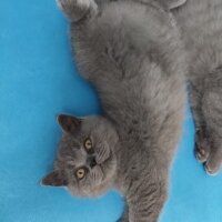 British Shorthair, Kedi  Alice fotoğrafı