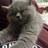 British Shorthair, Kedi  Alice fotoğrafı