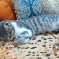 British Shorthair, Kedi  Toprak fotoğrafı