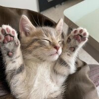 British Shorthair, Kedi  Toprak fotoğrafı