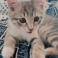 British Shorthair, Kedi  Toprak fotoğrafı