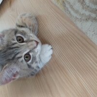 British Shorthair, Kedi  Toprak fotoğrafı