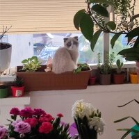 Scottish Fold, Kedi  Mathilda fotoğrafı