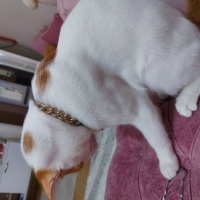 Sarman, Kedi  Köpük fotoğrafı