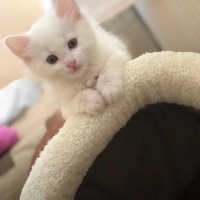 Ankara Kedisi, Kedi  Prenses fotoğrafı