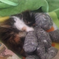 İran Kedisi (Persian), Kedi  tüycük fotoğrafı