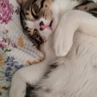 Tekir Kedi, Kedi  Cesur fotoğrafı
