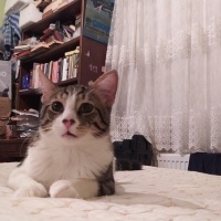 Tekir Kedi, Kedi  Cesur fotoğrafı