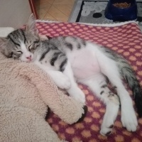 Tekir Kedi, Kedi  Cesur fotoğrafı