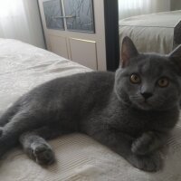 British Shorthair, Kedi  Ares fotoğrafı