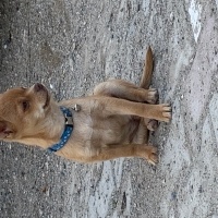 Chihuahua, Köpek  Memati fotoğrafı