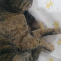 Tekir Kedi, Kedi  Boncuk fotoğrafı
