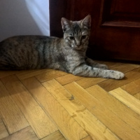 Tekir Kedi, Kedi  Boncuk fotoğrafı