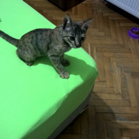 Tekir Kedi, Kedi  Boncuk fotoğrafı