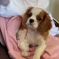 Cavalier King Charles Spanieli, Köpek  Roxy fotoğrafı