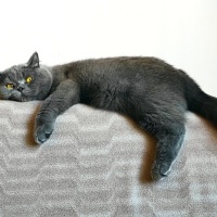 British Shorthair, Kedi  Toffee fotoğrafı