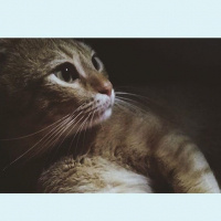 American Bobtail, Kedi  Tarçın fotoğrafı