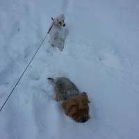 West Highland White Terrier, Köpek  Lucky fotoğrafı